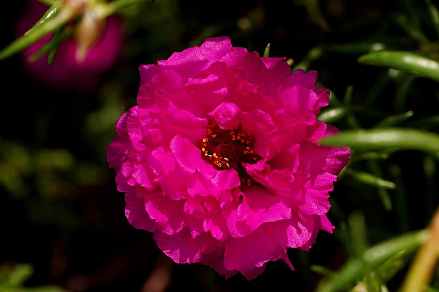 портулак, розовый цветок, сад, Флора, крупный план, лепесток, завод, цветок, лист, головка цветка, летом