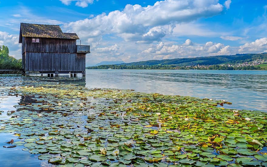 tó, tó hallwil, vízililiom, vízi növények, halász kunyhója, csónakház, Aargau, svájc, tájkép