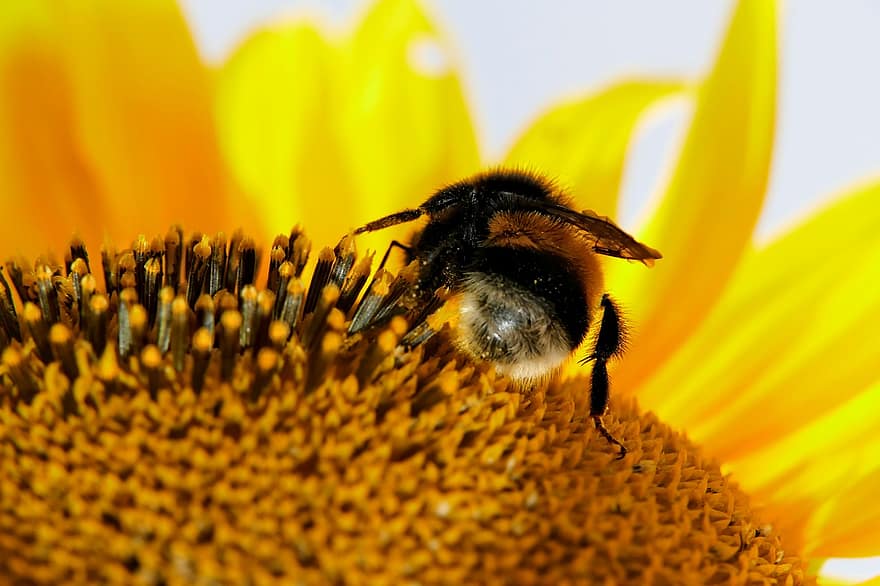 Bumblebee, Sunflower, Pollination, Bee, Insect, Yellow Flower, Blossom, Bloom, Flowering Plant, Ornamental Plant, Plant