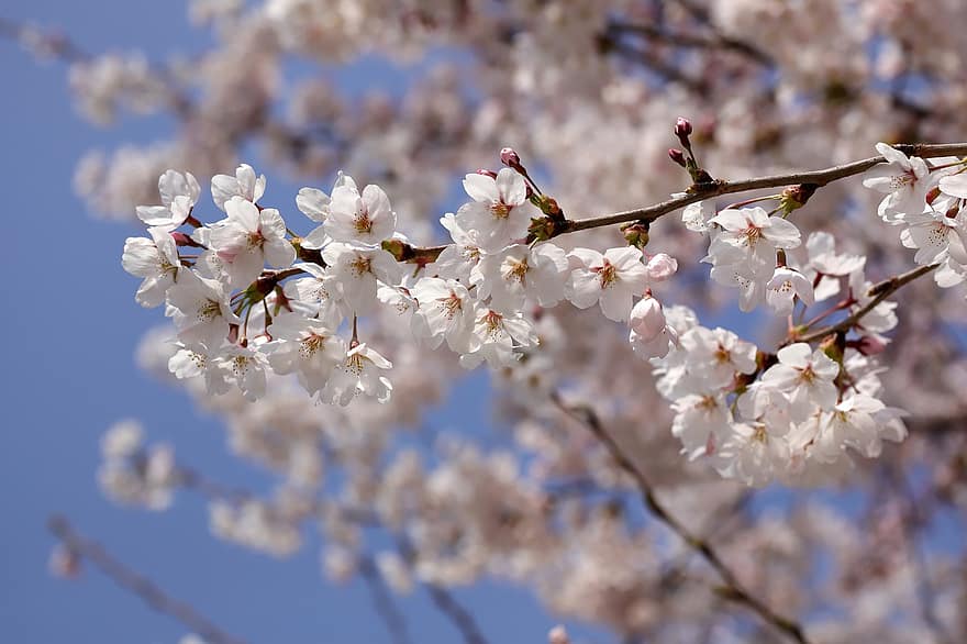 flores, Primavera, Flor de cerejeira, árvore, sazonal, Japão, flor, Flor, pétalas, crescimento, primavera