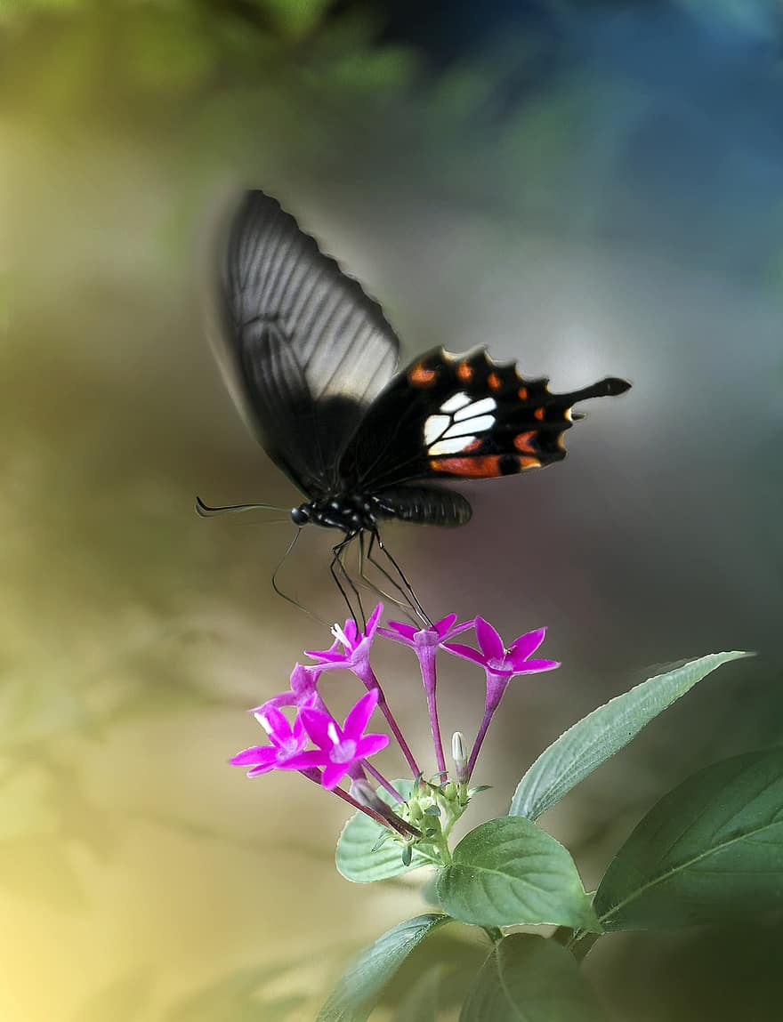 пеперуда, насекомо, цветя, крила, животно, екзотичен, растение, градина, природа, красив, макро