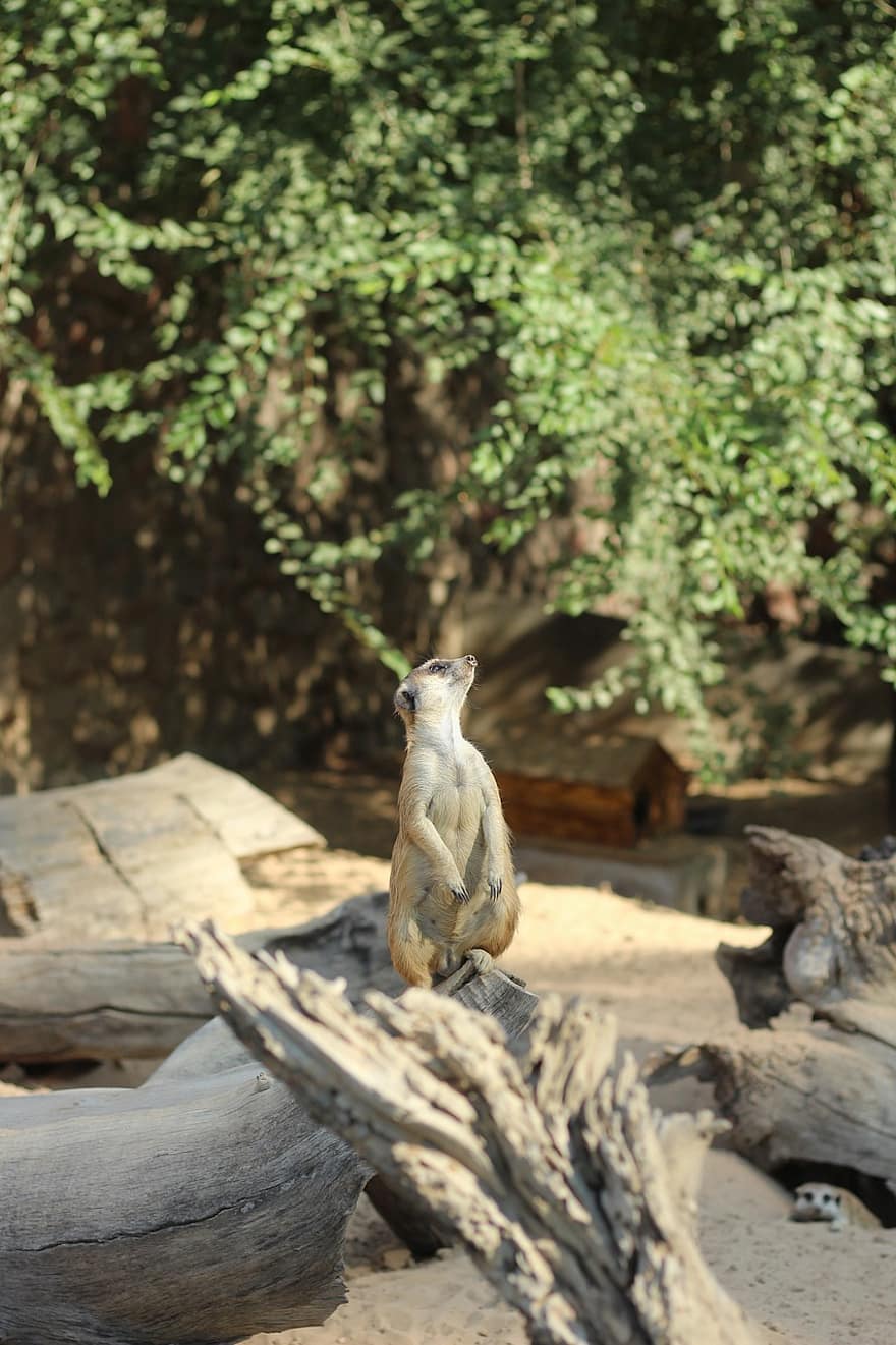 ζώο, meerkat, θηλαστικό ζώο, είδος