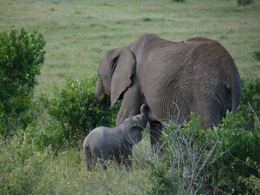hewan, gajah, mamalia, jenis, fauna, Afrika, binatang di alam liar, Gajah Afrika, hewan safari, besar, gading