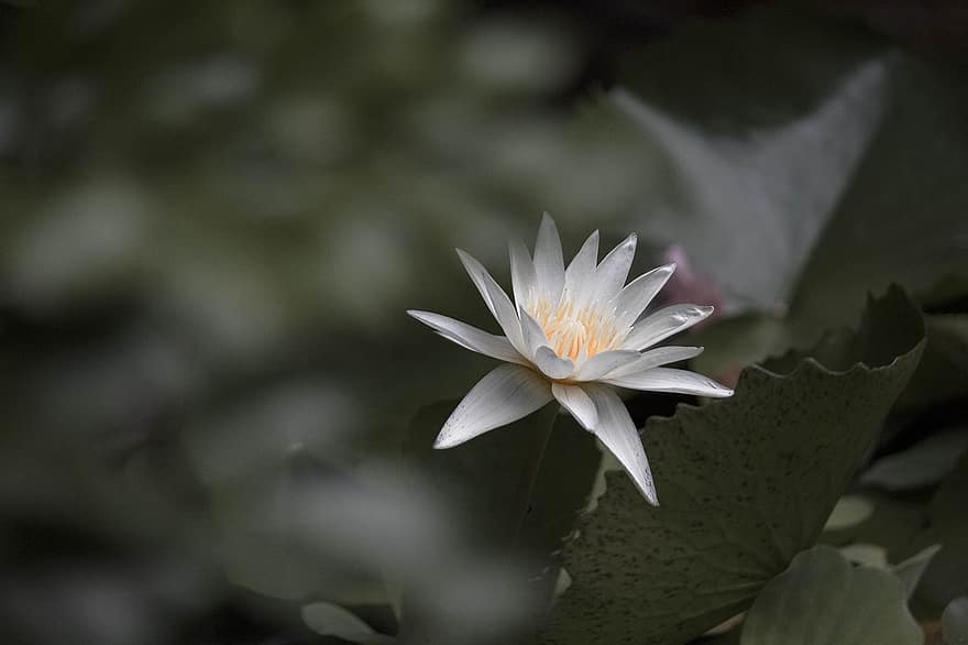 Lotus, Flower, Plant, White Flower, Water Lily, Leaf, Lotus Flower, Bloom, Water Plant, Aquatic Plant, Pond
