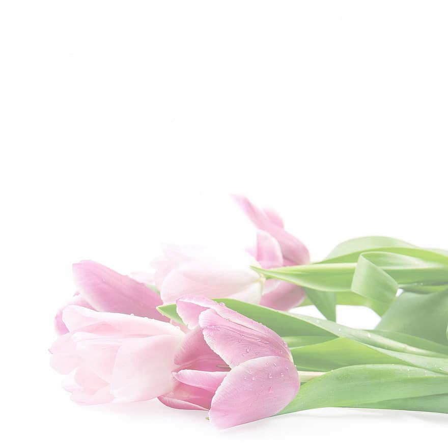 Tulip Background, Digital Paper, Pattern, Vintage, Lace, Pink Florals, Springtime, Doily, Burgundy, Beige, Lilac
