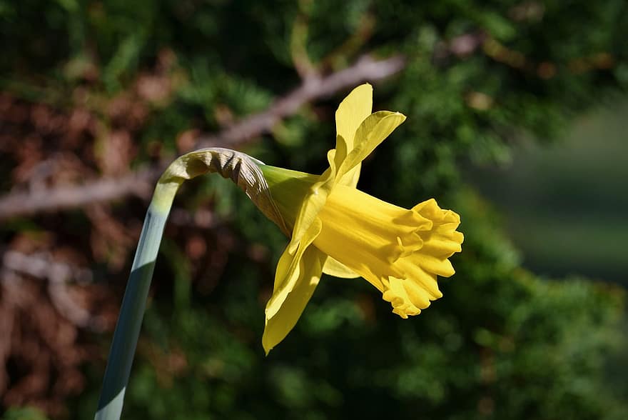 Flower, Petals, Stem, Daffodil, Narcissus, Narcissus Pseudonarcissus, Spring, Harbinger Of Spring, Blossom, Bloom, Plant