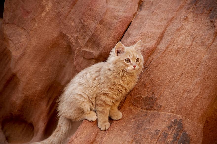 ネコ、子猫、ペット、動物、国内の、猫科、哺乳類、可愛い、砂岩、岩、ワディラム