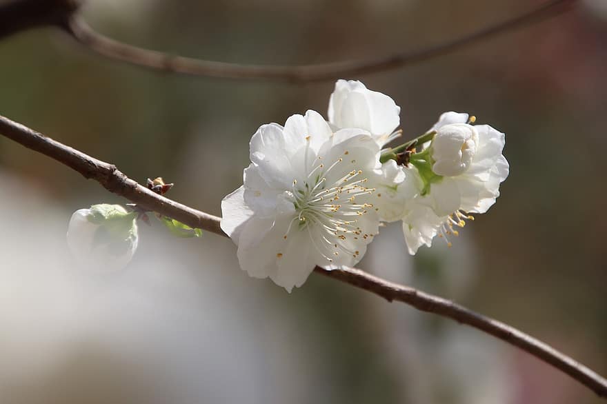 körsbärsblommor, blommor, vår, vita blommor, blomma, gren, körsbärsträd, flora, vårsäsong, närbild, springtime