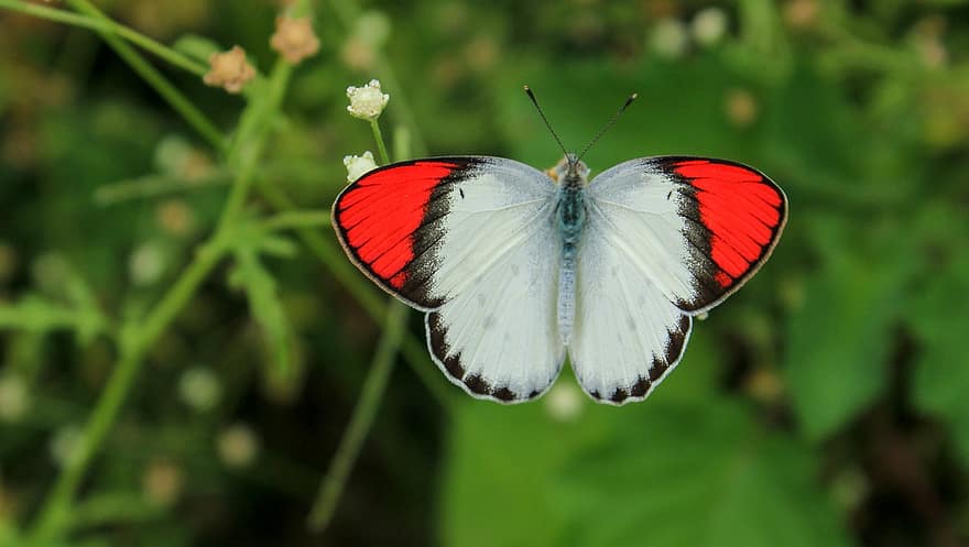 Schmetterling, Insekt, geflügeltes Insekt, Schmetterlingsflügel, Fauna, Natur, Nahansicht, Makro