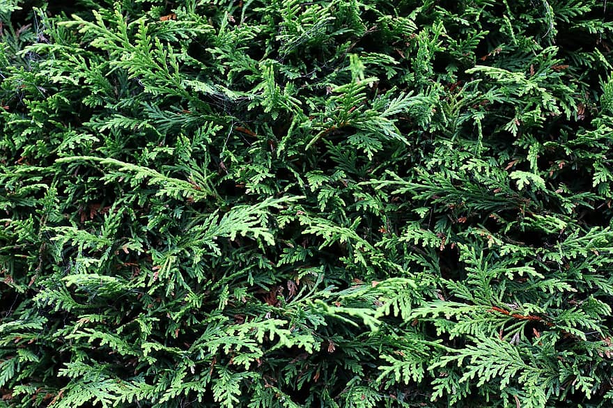 Nadelbaum, Nadelholz, Geäst, Blätter, immergrüne Blätter, immergrün, Nadelbaumblätter, Tannenblätter