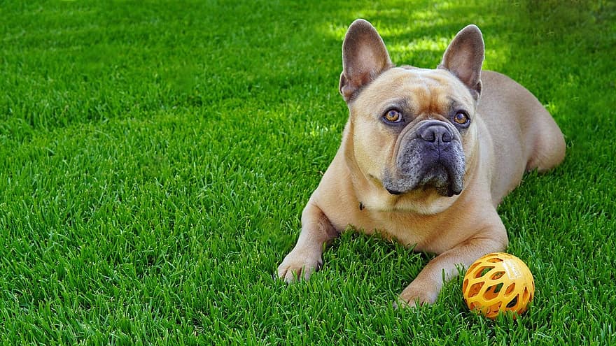 bulldog francès, gos, mascota, animal, nacional, caní, mamífer, jugar, pilota, gespa, herba