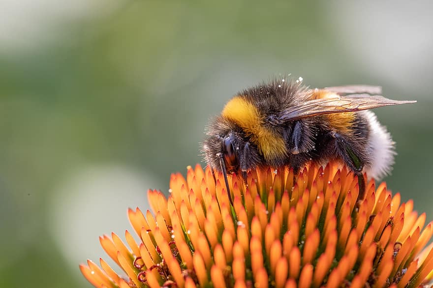 Bie, hage, bier, anlegg, natur, vår, sommer, honning, blomst, pollinering, pollen