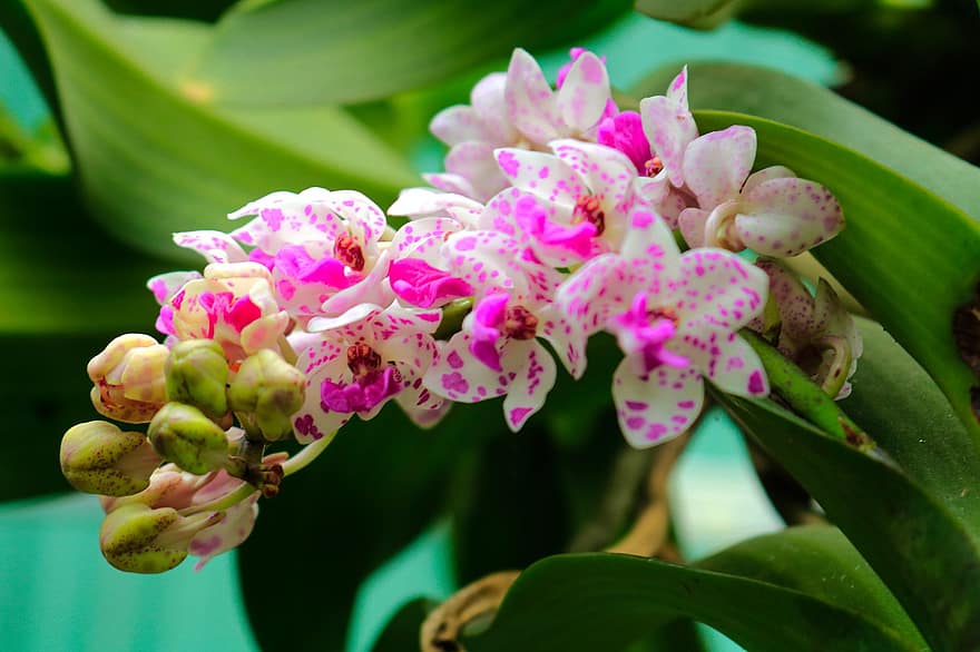орхидеи, цветя, розови цветя, листенца, разцвет, цвят, флора, растение, природа