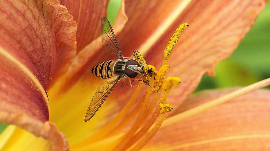 bi, blomster, bier, insekter, pollen, blomst, have, natur, forår, planter, nektar