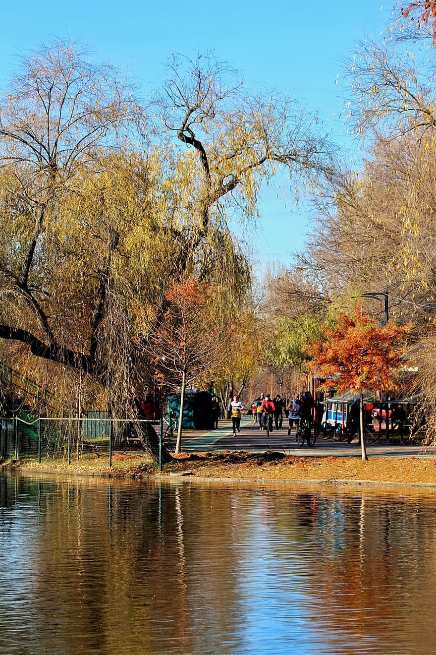 công viên, hồ nước, mùa thu, ngã