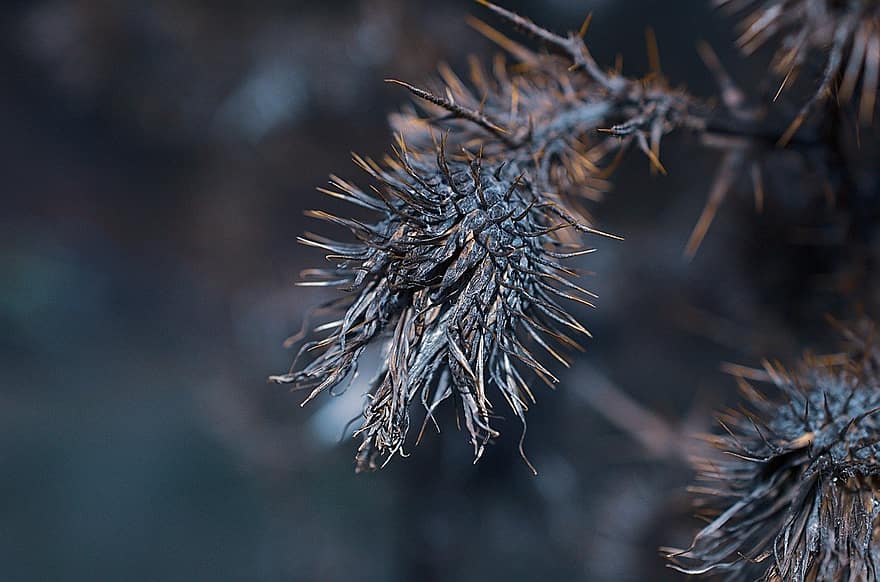 Thistle, Dried, Fall, Forest, Nature, close-up, macro, plant, thorn, leaf, needle