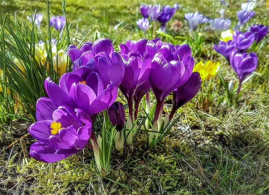 クロッカス、フラワーズ、春、紫色の花、工場、咲く、花、春の花、早咲き、春の目覚め、フローラ