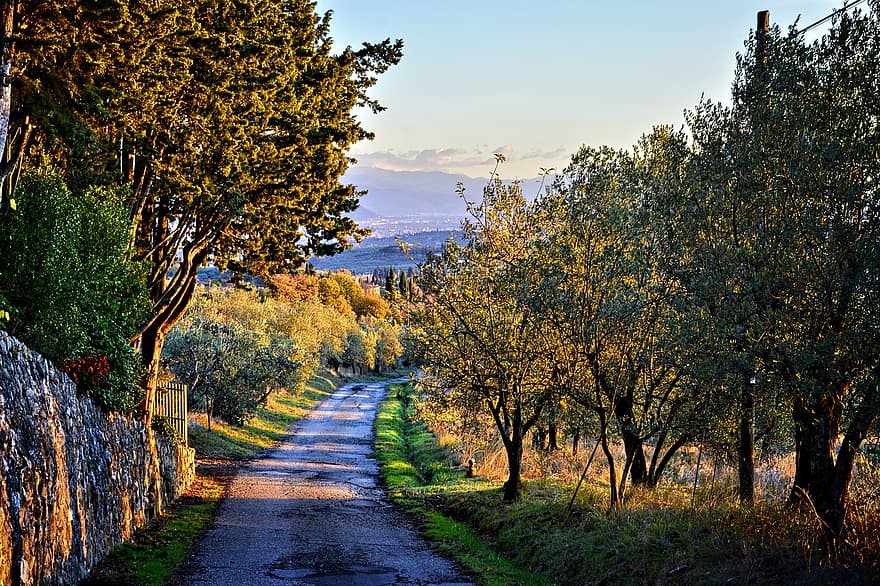 Droga, drzewa, wiejska droga, wiejski, Wieś, Via Delle Tavarnuzze, Florencja, toskania, chianti, drzewo, scena wiejska
