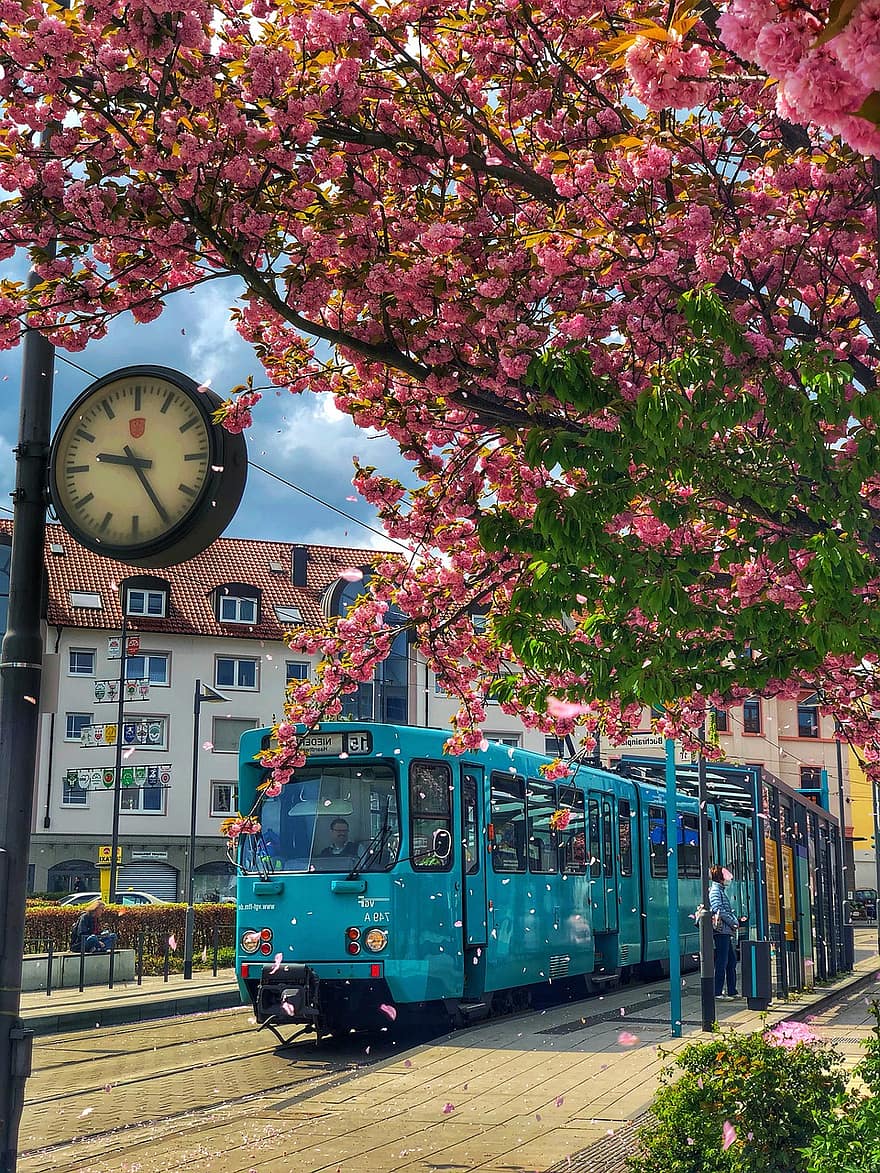 fleurs de cerisier, Francfort, ville, printemps, Allemagne, été, fleurs