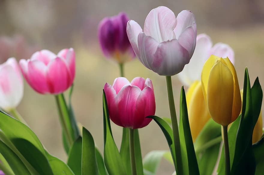 tulipány, květ, rostlin, okvětní lístky, flóra, Příroda, zblízka, rostlina, tulipán, zelená barva, letní