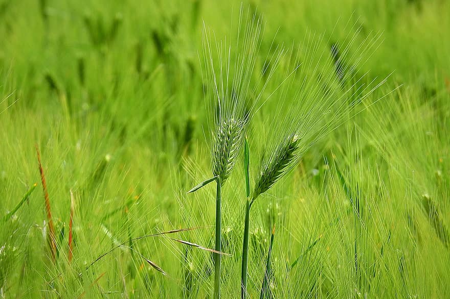 mező, kukorica füle, gabona, a termesztés, mezőgazdaság, fű, zöld szín, nyári, növény, rét, közelkép
