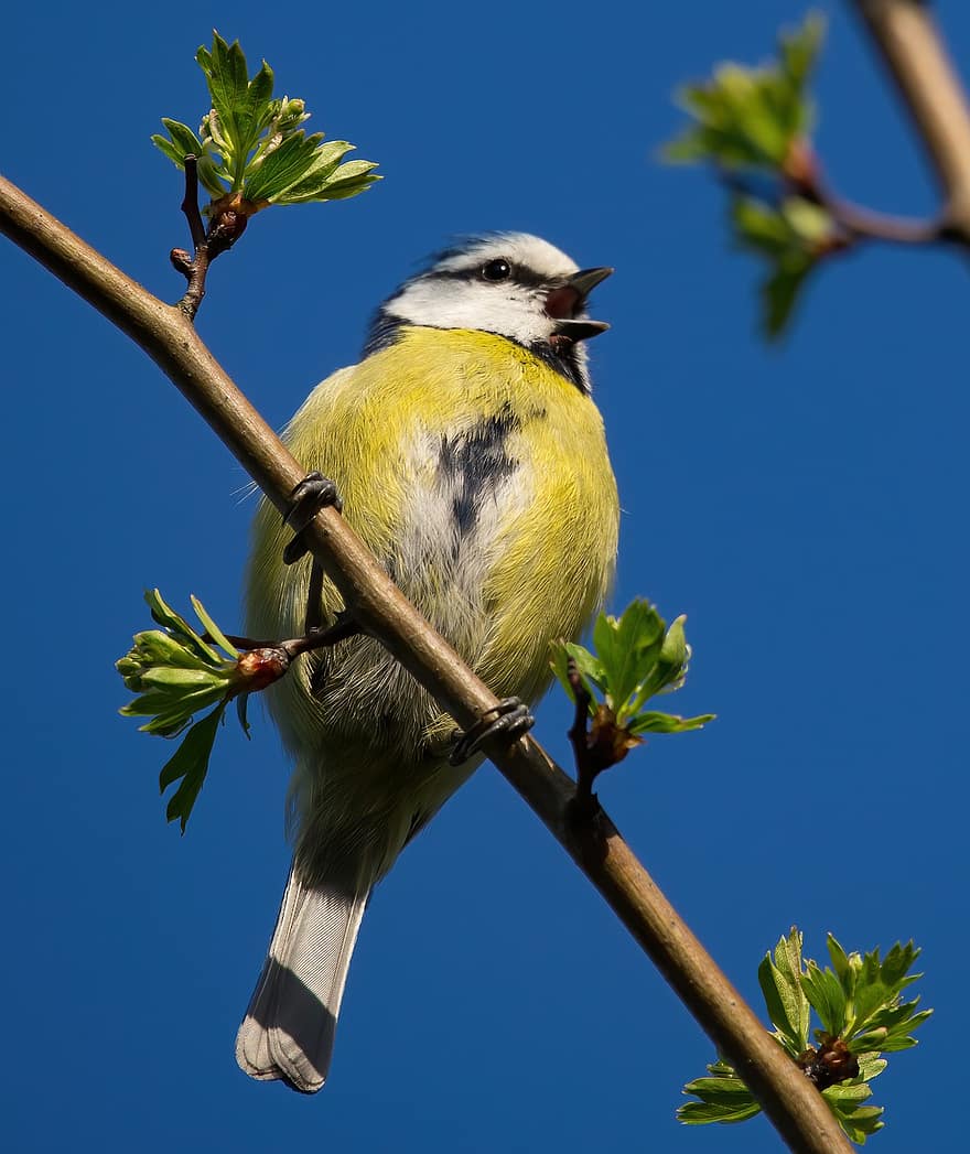Blue Tit, Bird, Branch, Perched, Eurasian Blue Tit, Passerine Bird, Animal, Wildlife, Nature, Garden, Closeup