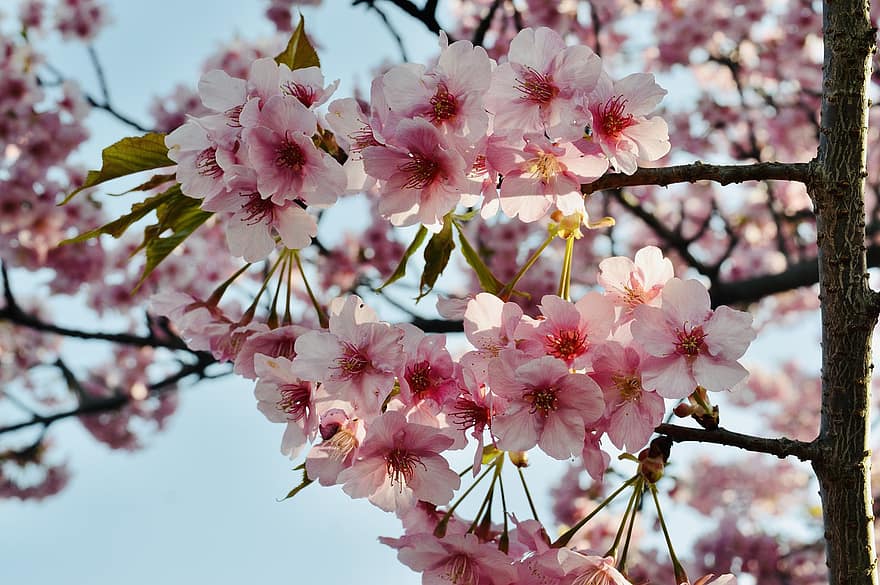 flor de cerezo, naturaleza, botánica, floración, flor, primavera, estacional, Japón, sakura, color rosa, rama