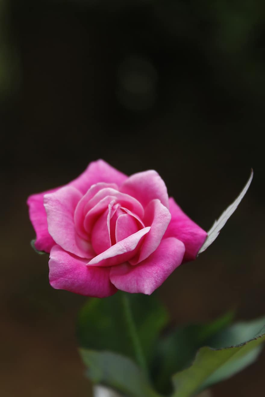 Роза, розовая роза, цвести, цветение, розовый цветок, розовые лепестки, лепестки, цветок, Флора, цветоводство, садоводство