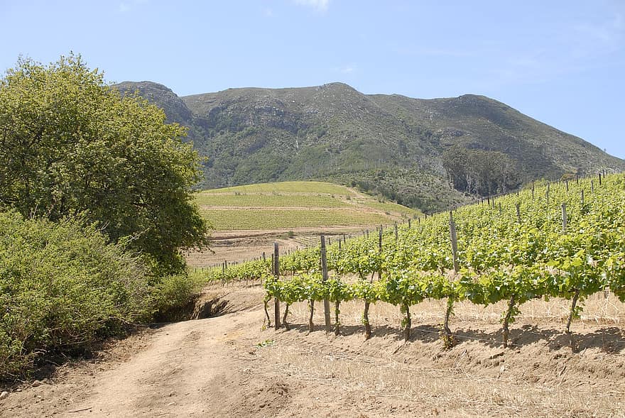 Vineyard, Field, Grapes, Wine, Vines, Trail, Road, Mountain