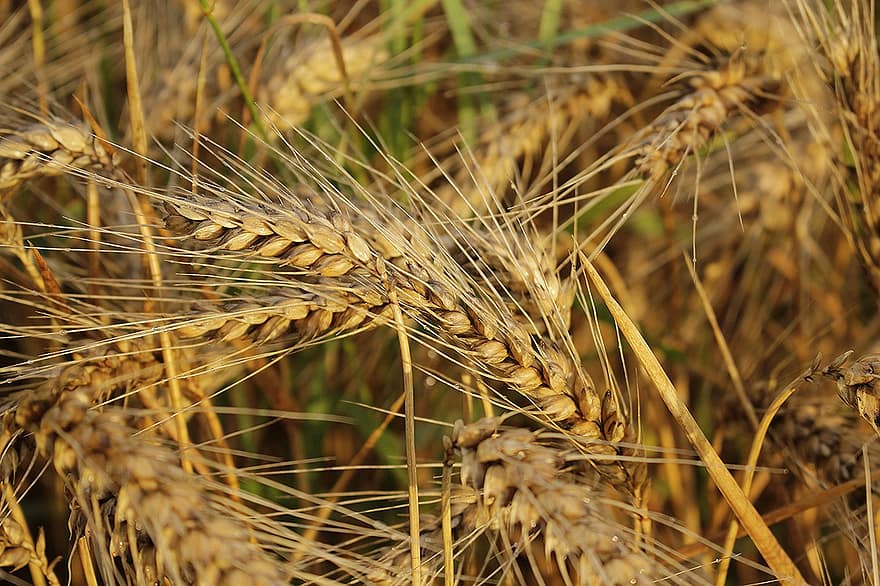 пшеница, поле, поле пшеница, ечемик, култури, обработваема земя, селско стопанство, ферма, Земеделие, култивиране, природа