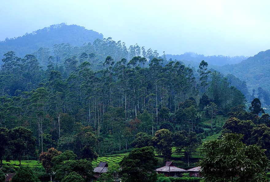वन, चाय बागान, पर्वत, नीला आकाश, परिदृश्य, पेड़, ग्रामीण दृश्य, हरा रंग, खेत, घास, कृषि