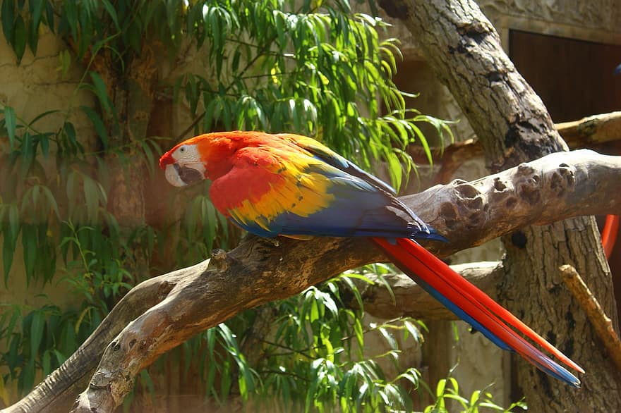Parrot, Bird, Perched, Animal, Feathers, Plumage, Beak, Bill, Bird Watching, Ornithology, Animal World