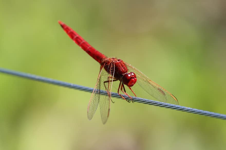 Dragonfly, Insect, Nature, Scarlet Dragonfly, Scarlet Darter, Animal, Fauna, Tightrope