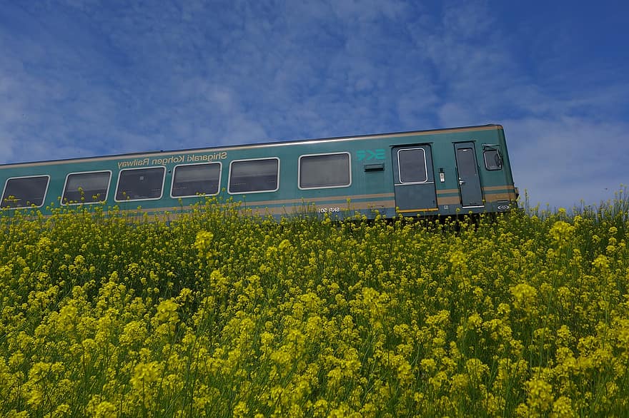 vonat, jármű, repce mező, olajrepce, tömegközlekedés, utazás, Japán Vasút, repce virágok