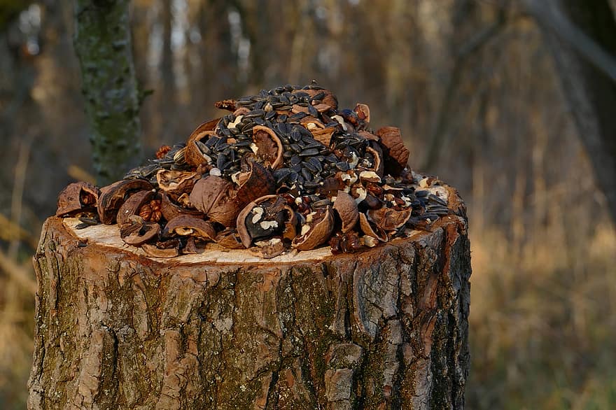 Tree, Nuts, Tribe, Forest, Sunflower, wood, close-up, tree trunk, autumn, timber, firewood