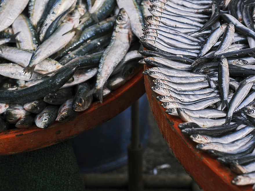 cá trích, cá, thị trường, Hải sản, món ăn, thô, tươi, động vật, Chợ cá tươi sống, chất đạm