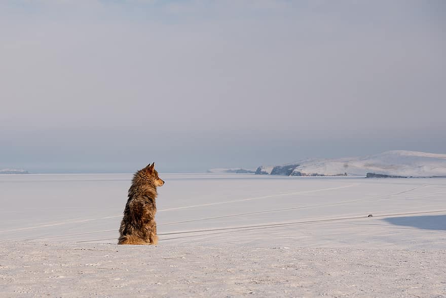 hund, husky, siberian husky, slædehund, hunde, sibirien, baikal lake, vinter