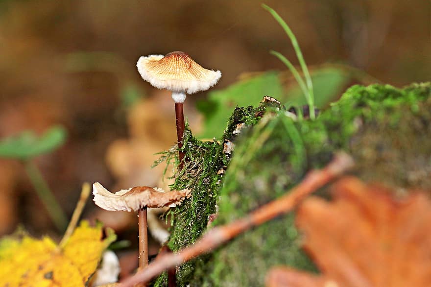 funghi, fungo, muschio, foresta, natura, autunno