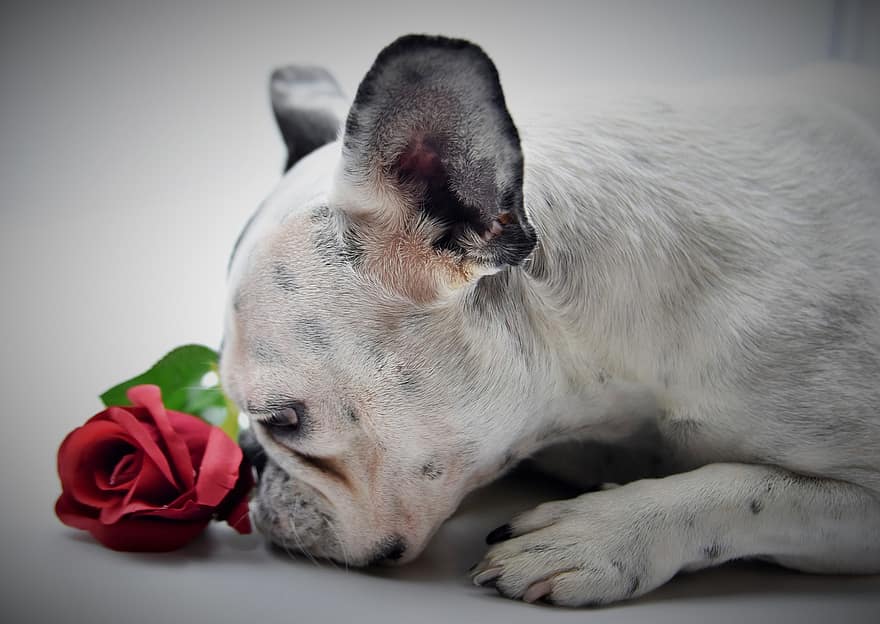 Buldog francuski, pies, Róża, zwierzę domowe, kwiat, psi, zwierzę, futro, pysk, ssak, pies portret