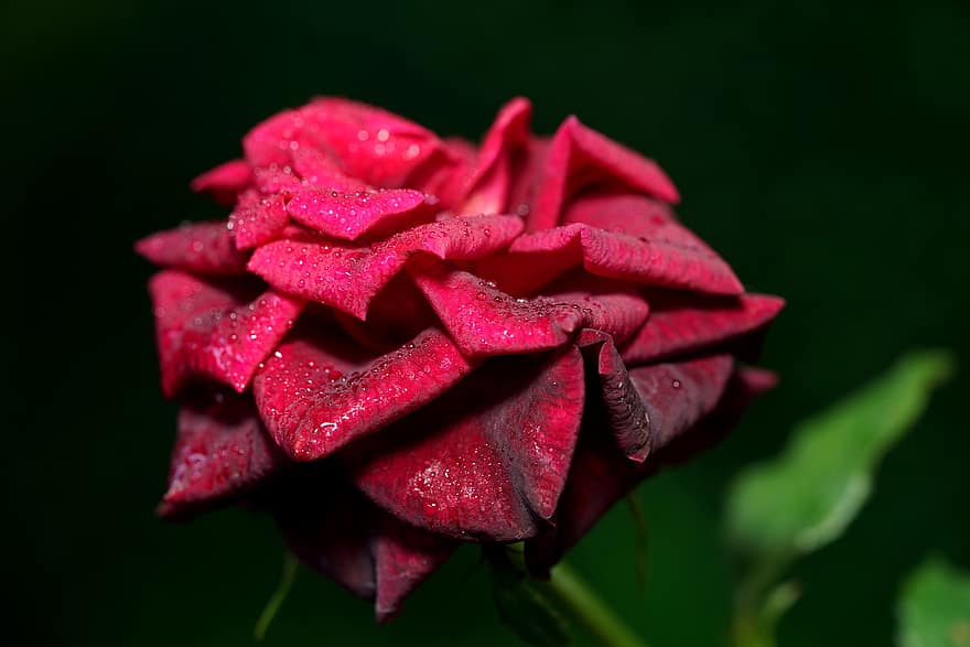 červená růže, růže, červená květina