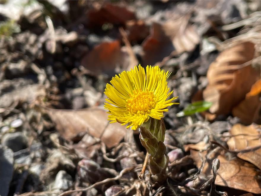 Flower, Bloom, Spring, Yellow Flower, Wildflower, Forest, Nature, close-up, yellow, plant, leaf