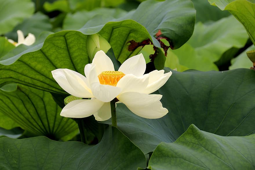 loto, flor, flor de loto, flor blanca, pétalos, pétalos blancos, floración, planta acuática, flora