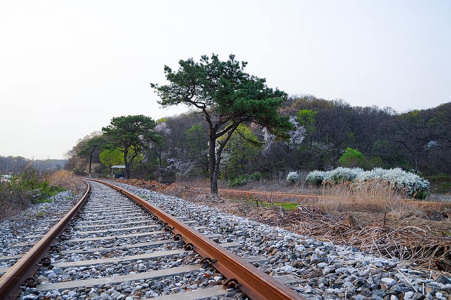 spoorweg, dennenbomen, landschap, grind, de lente, Spoorwegen, Korea, lente bloemen, railroad tracks, spoorlijn, vervoer