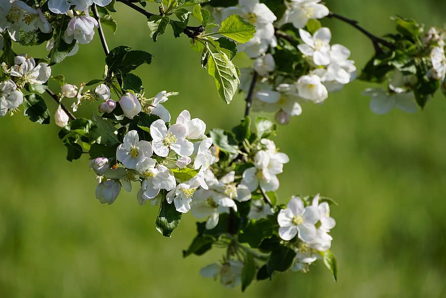Apfelblüte, Blumen, Ast, Apfelbaum, Frühling, weiße Blumen, blühen, Baum, Blume, Pflanze, Nahansicht