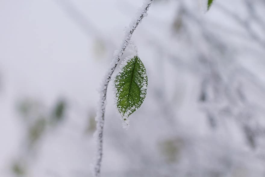 winter, groen, blad, vorst, sneeuw, wit, natuur, december, ijs-, koude, detailopname