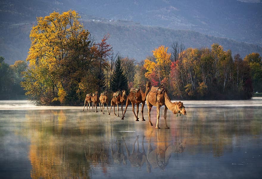 tausta, vuoret, järvi, jäädytetty, kamelit, fantasia, eläimet, digitaalinen taide