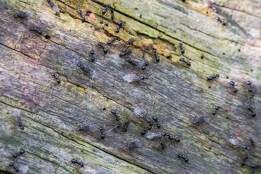 fourmis, insectes, animaux, arthropode, fourmis volantes, population de fourmis, biologique