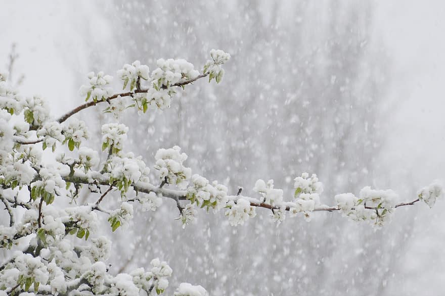 雪、ナシの花、フラワーズ、霜、雪が降る、降雪、枝、咲く、花、木、庭園