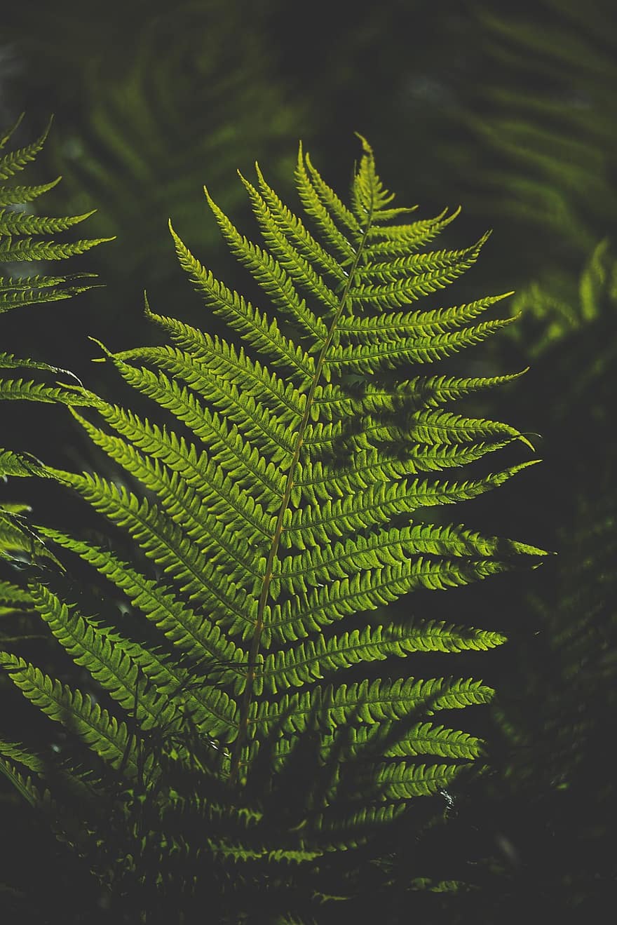 Fern, Leaves, Plants, Foliage, Green, Nature, Outdoors, Flora, Horticulture