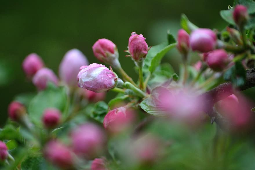 măr, floare, flori, roz, muguri, primăvară, grădină, copac